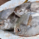 肉鯧魚3尾装