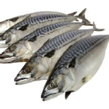 XXL挪威特級大白腹鯖魚-