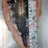 鹽水無刺虱目魚肚肚