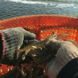 自然生態養殖－安心白蝦