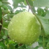 《端午節快樂》大社仁武特產水果☆珍珠芭樂好吃.產地清晨現採☆每日限量新鮮配送☆ 芭樂;試吃看看~5斤裝