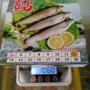 宜蘭『巨無霸』爆卵母香魚