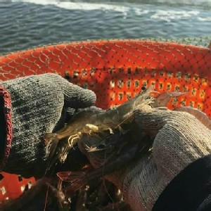 自然生態養殖－安心白蝦