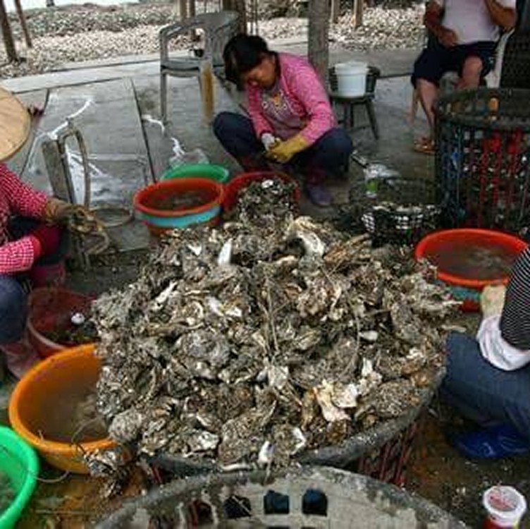 產品名稱】『每日現剝』特選大蚵 【產品產地】嘉義東石