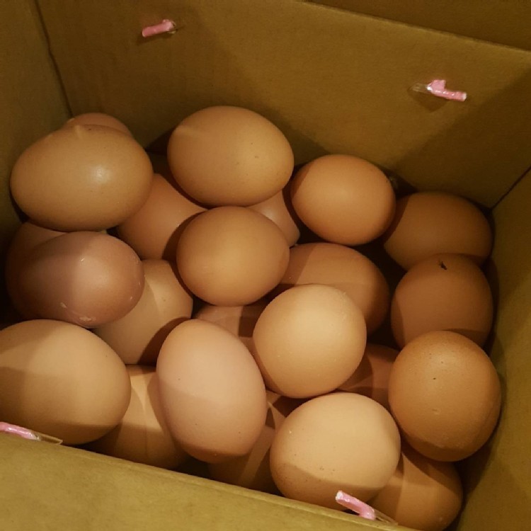 【江夏畜牧場】靈芝養生蛋（新鮮紅殼蛋）