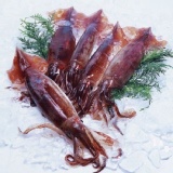 生鮮魷魚