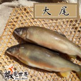 大尾-母香魚