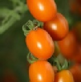 黃金橙蜜溫室牛奶蕃茄20斤免運 限時優惠到4/20號為止要買要快喔！每斤才150元喔！ 特價：$150