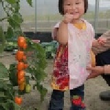 黃金橙蜜溫室牛奶蕃茄買一送一試吃優惠 限量50組，每人限購一組，每團只能買5組，要買要快喔！ 特價：$150