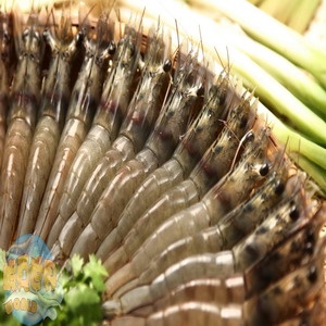 中尾☆急凍生鮮白蝦 特價：$110