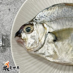 台灣野生三角魚