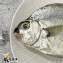 台灣野生三角魚