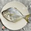 台灣野生三角魚