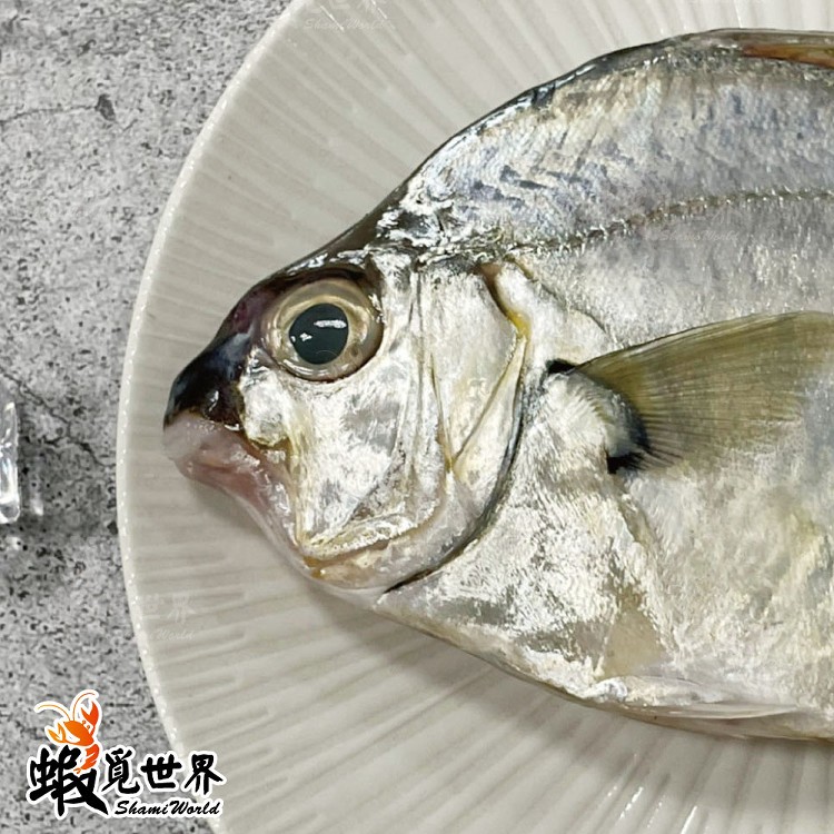台灣野生三角魚