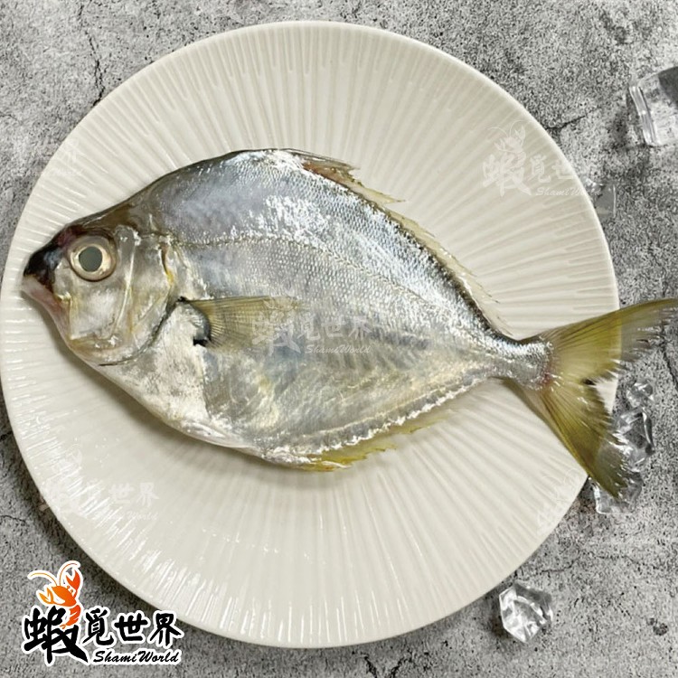 台灣野生三角魚