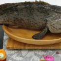 鑽石石斑魚
