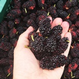 【村子口】天然野生桑葚果 特價：$89