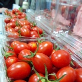 高雄網室栽培玉女番茄