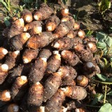 公館檳榔心芋頭3斤(未削好)