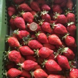 豐香草莓 (2.5斤禮盒裝)
