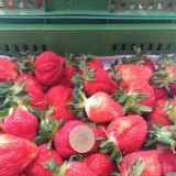 豐香草莓 (2.5斤禮盒裝)