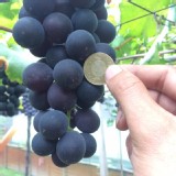 陳家葡萄 3斤半(含箱)