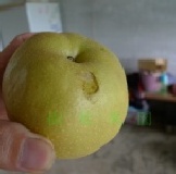 NG水梨 新興梨(中型果粒)小箱裝含運費