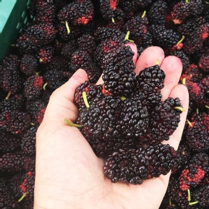 【村子口】天然野生桑葚果 特價：$89