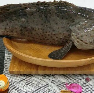 鑽石石斑魚