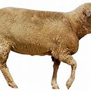 羊肉(中骨)15斤