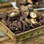 小中冬菇-300g