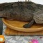 鑽石石斑魚