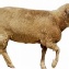 羊肉(小骨)10斤