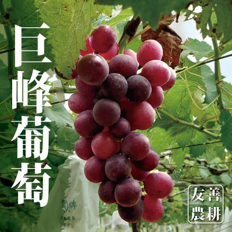 陽光巨峰葡萄5台斤x1箱(5-6袋/箱/黑貓低溫出貨)