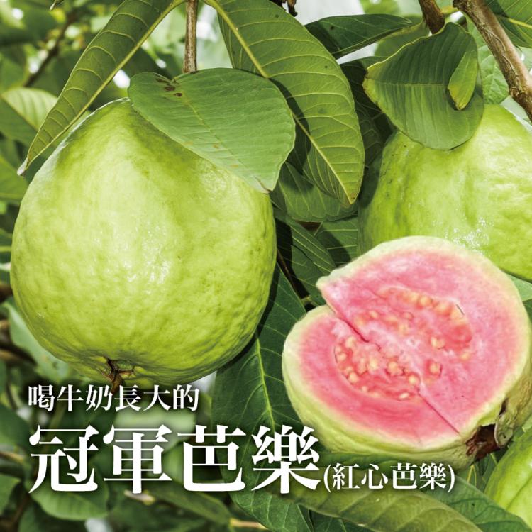 彰化冠軍牛奶芭樂_紅心芭樂5台斤(7-11粒/產銷履歷/低溫出貨)