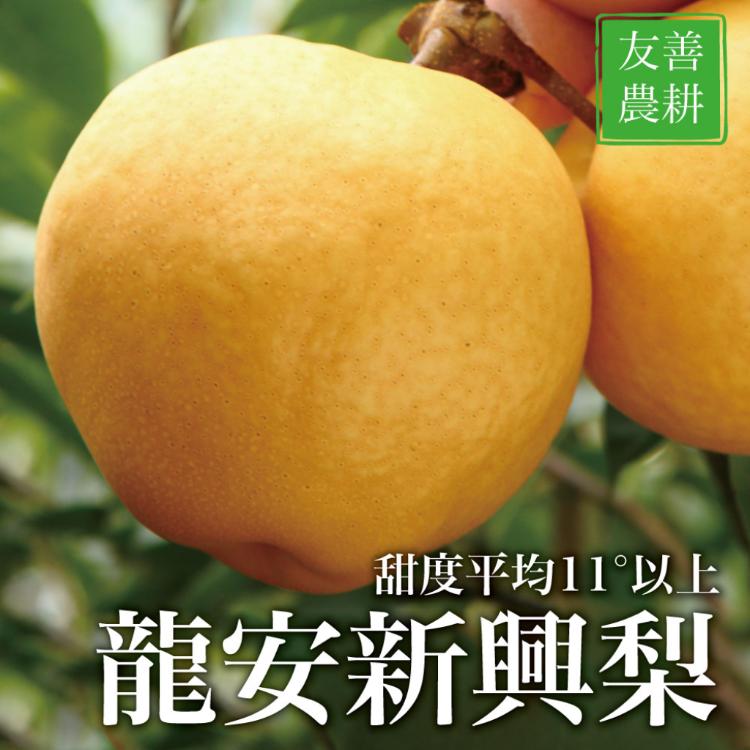 【龍安果園】台中新社特選LV等級新興梨 尊榮黑盒3300g/6顆入(TVBS採訪_光波水梨)