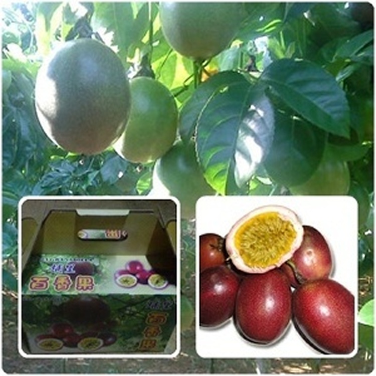 吊床式百香果-4斤/袋