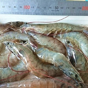 急凍生白蝦一盒/250克