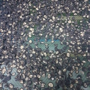 台中新社-台灣冬菇(鈕扣)