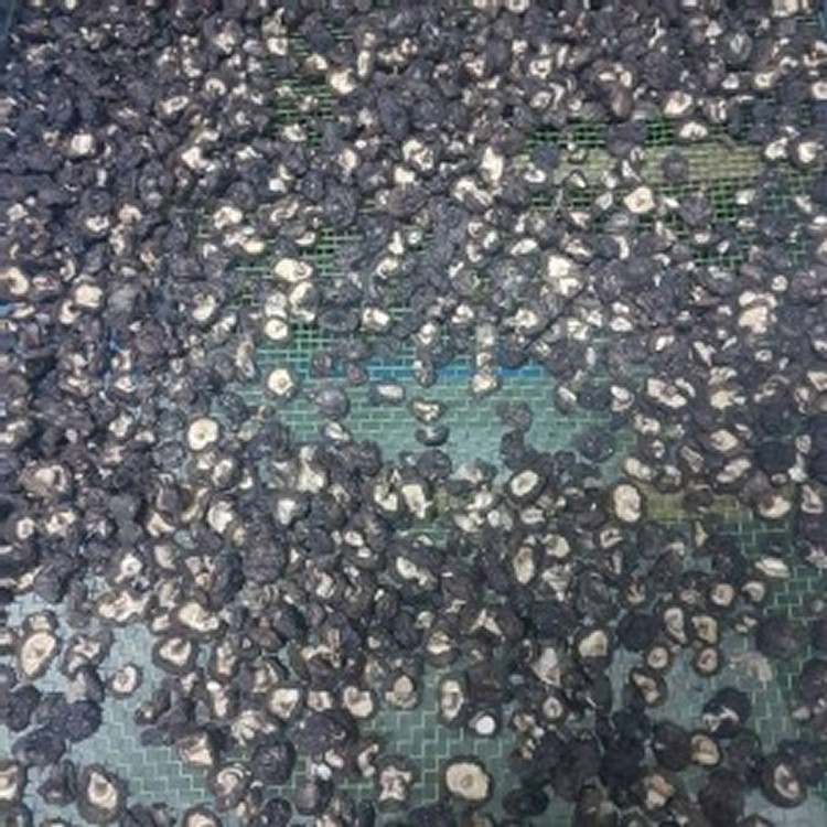 台中新社-台灣冬菇(鈕扣)