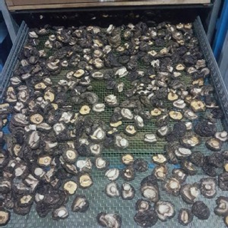 台中新社-台灣冬菇(小中)