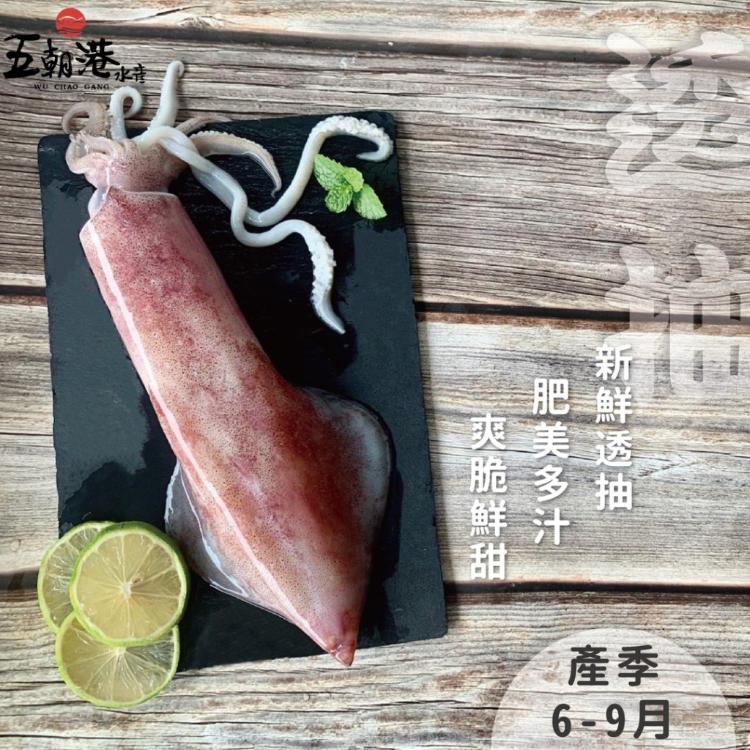 【五朝港水產】極鮮活凍透抽(250-300克±5%/隻)