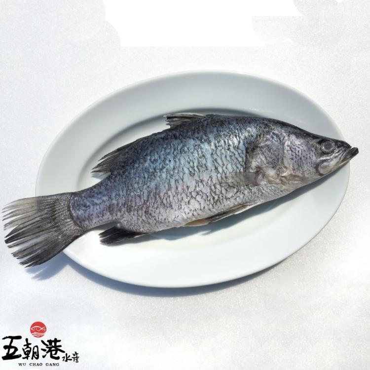 【五朝港水產】 台灣鮮凍金目鱸魚|整隻三去|肉質鮮美|台灣特產|當季現撈|屏東特產