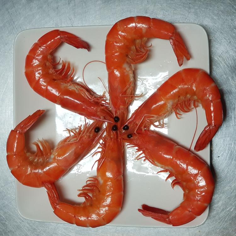 【五朝港水產】極鮮珍品熟白蝦|特優等級|天然養殖|肉質鮮嫩|全家取貨|口感爽脆|營養豐富|特大等級
