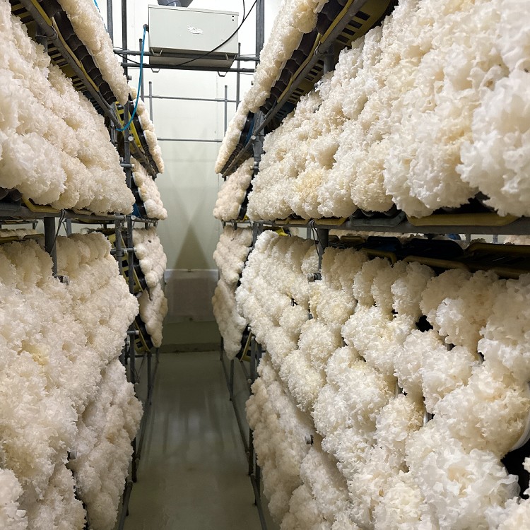 【台灣精華】阿里山楓醣銀耳(6入)禮盒