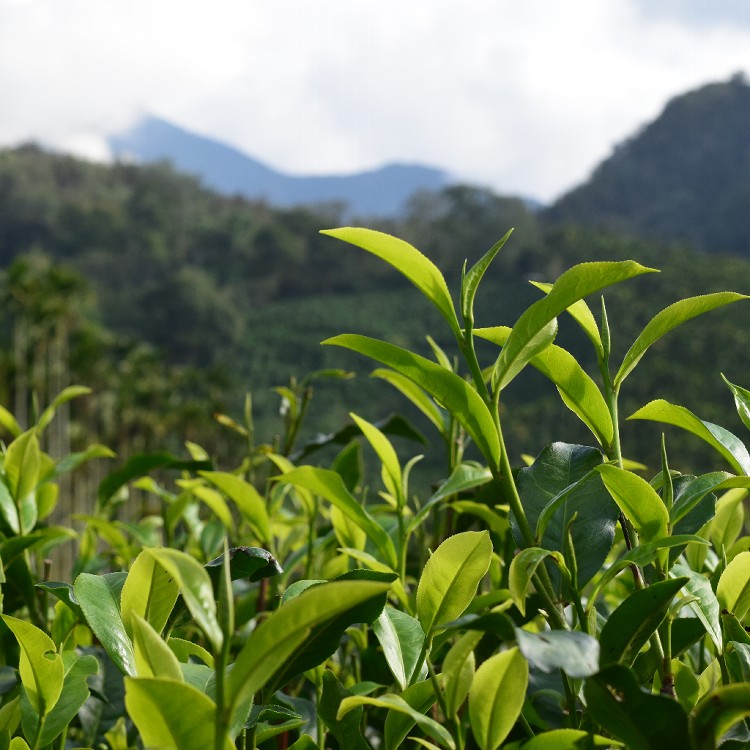 台灣精華-日月潭之舞(50g/罐)