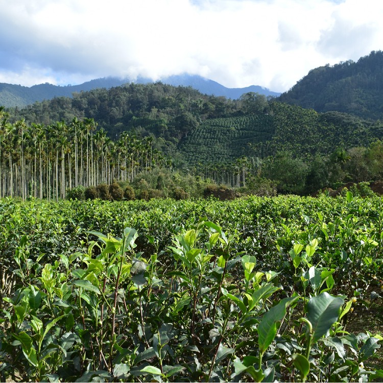 【台灣精華】日月潭之舞台茶18號紅玉紅茶三角茶包6入
