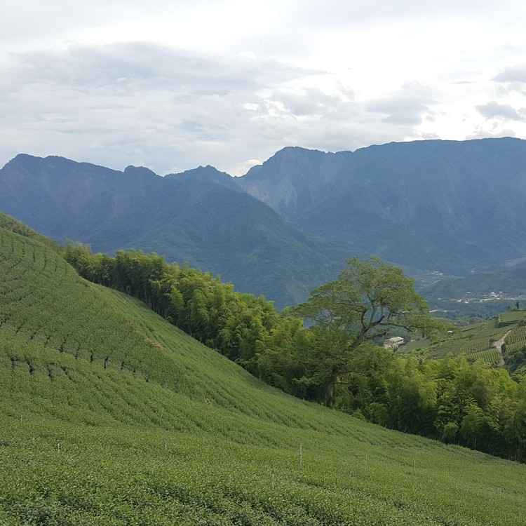 台灣精華-阿里山之春高山烏龍
