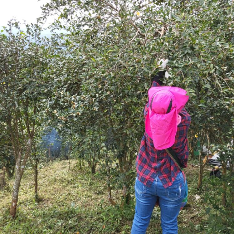 台灣精華-冷壓苦茶籽油禮盒