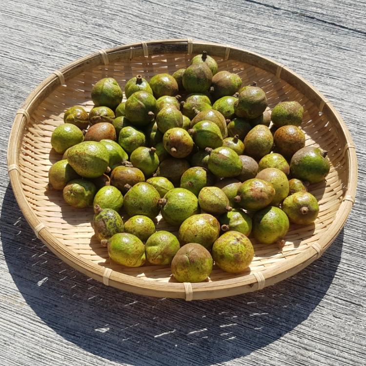 【台灣精華】頂級冷壓苦茶籽油250ml木盒禮盒 附提袋